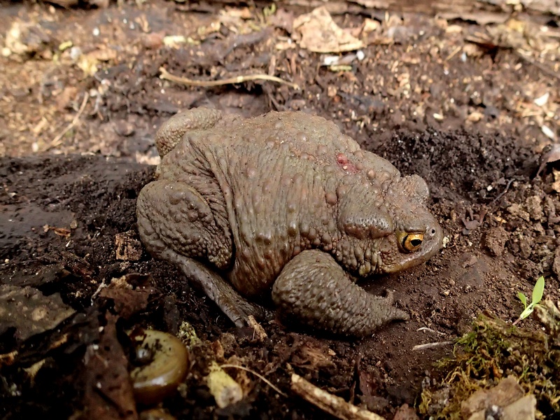 Bufo bufo